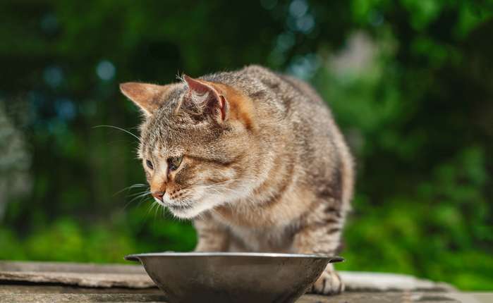 Katzen, die plötzlich ihr Futter nicht mehr möchten und sich vielleicht nicht mal mehr durch Leckerlis locken lassen, gehören so schnell wie möglich zum Tierarzt. ( Foto: Shutterstock - Lia Kos )