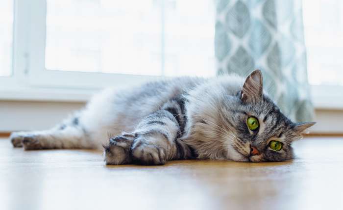 Es gehört zur natürlichen Verhaltensweise einer Katze, dass sie klettert und springt. Wenn sie das bisher getan hat und nun plötzlich deutlich einschränkt oder gar gänzlich vermeidet, ist von Schmerzen auszugehen. ( Foto: Adobe Stock -  larisa Stefanjuk )