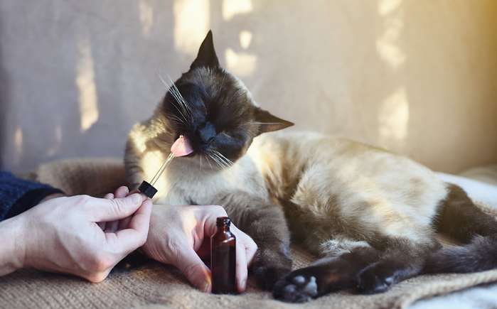 Wenn eine Katze CBD-Öl erhält, lässt die Wirkung des Öls bei diesen Tieren schneller nach als bei Hunden. ( Foto: Shutterstock - Lightcube )_