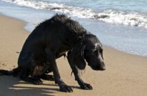 Hat der Hund Wasser in der Lunge, kann er kaum atmen ( Foto: Adobe Stock - C. Rupp )