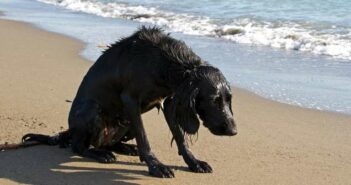 Hat der Hund Wasser in der Lunge, kann er kaum atmen ( Foto: Adobe Stock - C. Rupp )