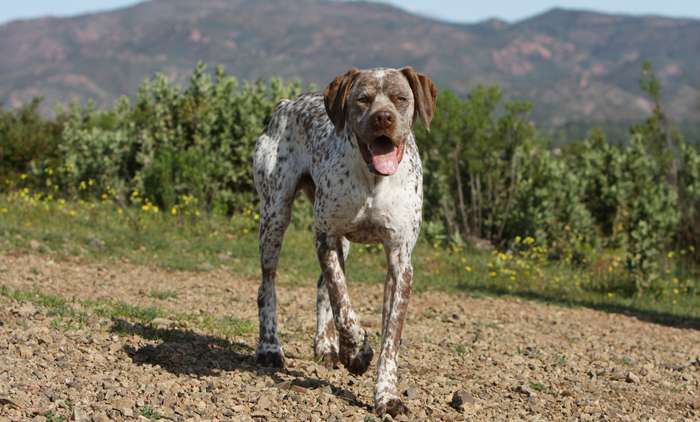 Sind die Atemwege durch einen Kollaps der Luftröhre oder eine Lähmung des Kehlkopfes verengt, ist der Flüssigkeitsaustausch in der Lunge nur schwer möglich. ( Foto: Adobe Stock - Dogs ) 