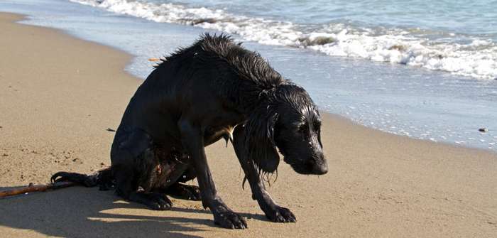 Hat der Hund Wasser in der Lunge, kann er kaum atmen ( Foto: Adobe Stock - C. Rupp )
