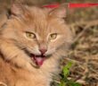 Die Katze atmet schwer. Ein Tierarztbesuch ist notwendig. ( Foto: Shutterstock - K64End )