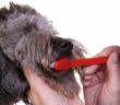 Zähne putzen Hund sollte tägliche Routine sein ( Foto: Adobe Stock - aceshot )