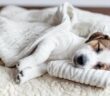 Hunde schlafen viele Stunden am Tag ( Foto: Adobe Stock - Tatyana Gladskih )