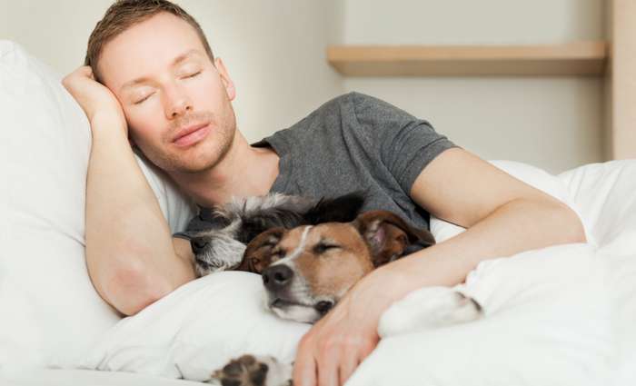 Ein erholsamer Schlaf ist für jeden Hund sehr wichtig. Er braucht diese Zeit der Ruhe, um seinen Körper zu regenerieren. ( Foto: Adobe Stock - Javier brosch )
