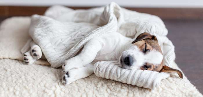 Hunde schlafen viele Stunden am Tag ( Foto: Adobe Stock - Tatyana Gladskih )