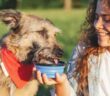 Hunde zum Trinken bringen ist mit Tricks möglich ( Foto: Adobe Stock - olezzo)