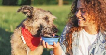 Hunde zum Trinken bringen ist mit Tricks möglich ( Foto: Adobe Stock - olezzo)