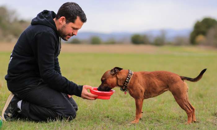 Wie viel Trinkwasser Hunde benötigen, wird von der Art des Futters beeinflusst. ( Foto: Adobe Stock - melounix )