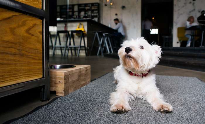 Sind in der Wohnung mehrere Wassernäpfe verteilt, hat der Hund die Qual der Wahl. ( Foto: Adobe Stock- dimaris )