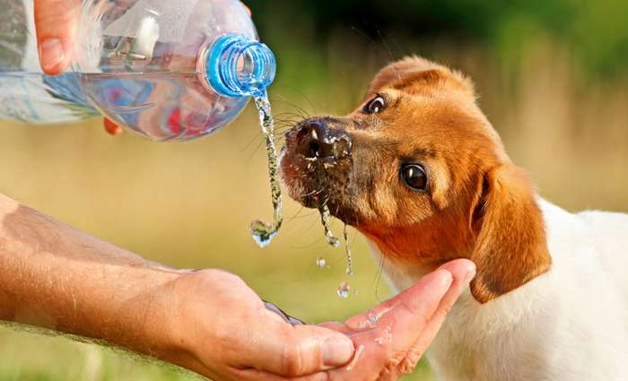 Um die Gesundheit zu erhalten, sollte ein Hund zwischen 60 und 100 Milliliter Wasser pro Tag trinken. ( Foto: Adobe Stock - Studio MARMILADE )