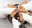 Das beste Hundefutter Deutschlands 2022 – Hundehalter haben gewählt (Foto:AdobeStock - Africa Studio)