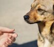 Fremde Hunde streicheln: wahre Tierfreunde fragen erst (Foto: Adobe Stock- kosobu)