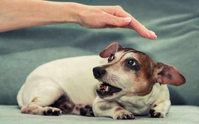 Bei unbekannten Menschen verhalten sich die meisten Hunde vorsichtig. (Foto: Adobe Stock-Bonsales) 