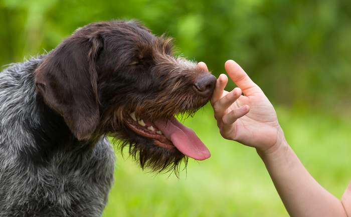 Hunde zeigen über die Körpersprache deutlich, wie sie sich fühlen. (Foto: Adobe Stock-rodimovpavel) 