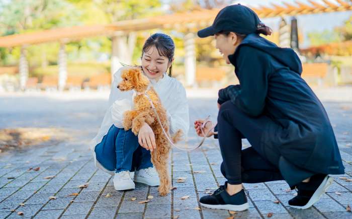 Bevor ein fremder Hund gestreichelt wird, sollte immer der Hundehalter um Erlaubnis gefragt werden. (Foto: Adobe Stock- buritora)