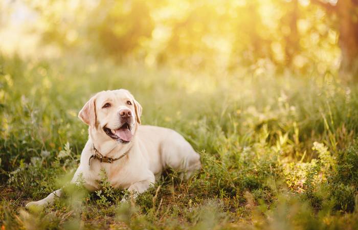 Immer mehr Hundebesitzer entdecken die Wichtigkeit der Individualität. (Foto: Adobe Stock-Parilov)