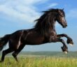 Wie sieht ein gesunder Huf beim Pferd aus? (Foto: Adobe Stock- dozornaya)