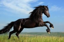 Wie sieht ein gesunder Huf beim Pferd aus? (Foto: Adobe Stock- dozornaya)
