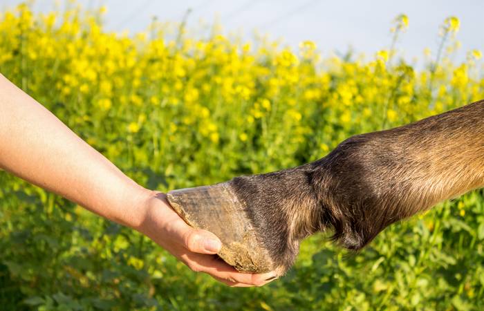 Die Beschaffenheit des Untergrunds beeinflusst die Konsistenz des Hufes, die Art und Weise, in der das Pferd bewegt wird, beeinflusst die Haltung des Pferdes und die Art der Belastung, die der Huf aushalten muss. (Foto: Adobe Stock-Sina Ettmer)