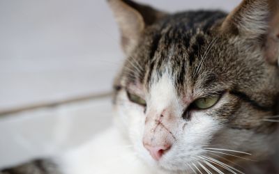 FIV-Infektion bei Katzen: Auswirkungen auf die Lebenserwartung. (Foto: AdobeStock - PixieMe 524125329)