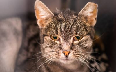 Katzen mit FIV: Was können Tierbesitzer über die Lebenserwartung erwarten? (Foto: AdobeStock - Todorean Gabriel 317285672)