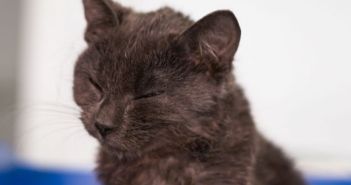 FIV-positiv-Katzen: die Lebenserwartung bei Infektion mit dem Feline Immunschwächevirus (Foto: AdobeStock - Todorean Gabriel 326388033)