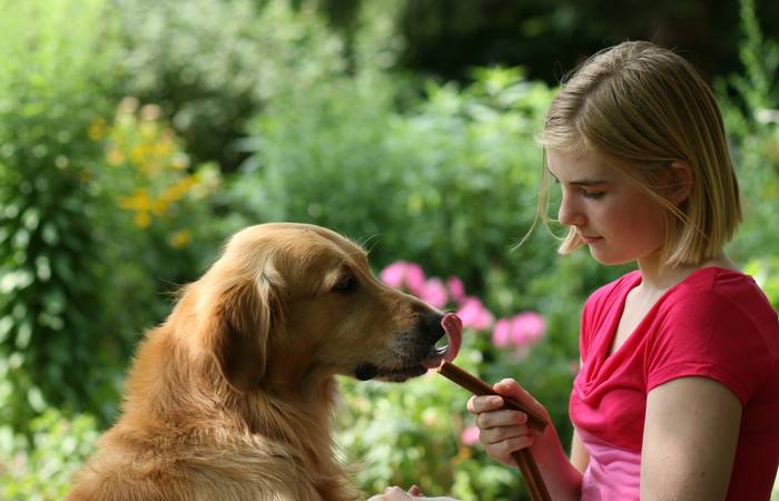 Nicht nur individuelle Vorlieben und Geschmäcker spielen bei der Wahl der passenden Belohnung für den Hund eine Rolle, sondern auch die jeweilige Situation, in der belohnt werden soll. ( Foto: Adobe Stock-Elisabeth Rawald)