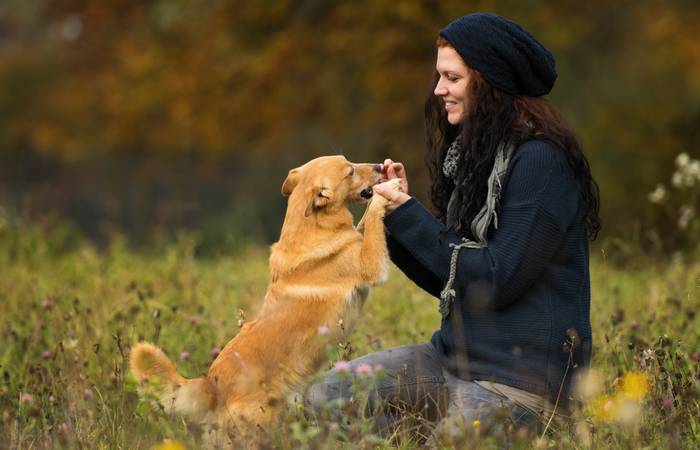 Gut zu wissen: Jeder Hund lässt sich über Belohnungen erreichen! ( Foto: Adobe Stock- DoraZett )