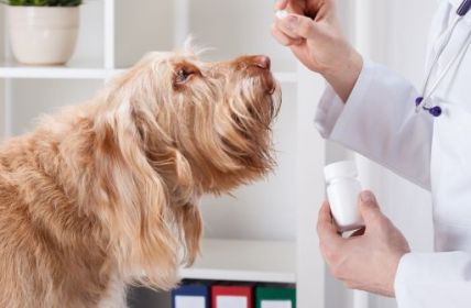 Verfassungswidrig: Tierarztvorbehalt für Homöopathie an (Foto: AdobeStock - Photographee.eu 62654182)