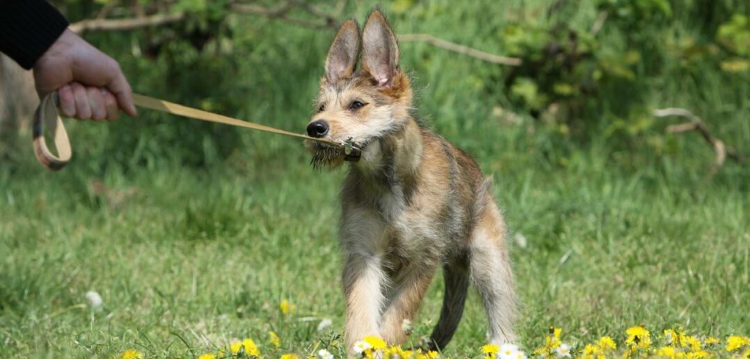 Berger de Picardie: Welpen die Freude machen ( Foto: Adobe Stock-Dogs)