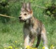 Berger de Picardie: Welpen die Freude machen ( Foto: Adobe Stock-Dogs)