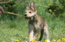 Berger de Picardie: Welpen die Freude machen ( Foto: Adobe Stock-Dogs)