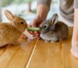 Dürfen Kaninchen Gurke essen: Darauf solltest Du bei der Fütterung von Kaninchen achten ( Foto: Adobe Stock Алина Битта)