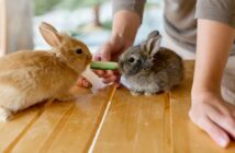 Dürfen Kaninchen Gurke essen: Darauf solltest Du bei der Fütterung von Kaninchen achten ( Foto: Adobe Stock Алина Битта)
