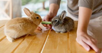 Dürfen Kaninchen Gurke essen: Darauf solltest Du bei der Fütterung von Kaninchen achten ( Foto: Adobe Stock Алина Битта)