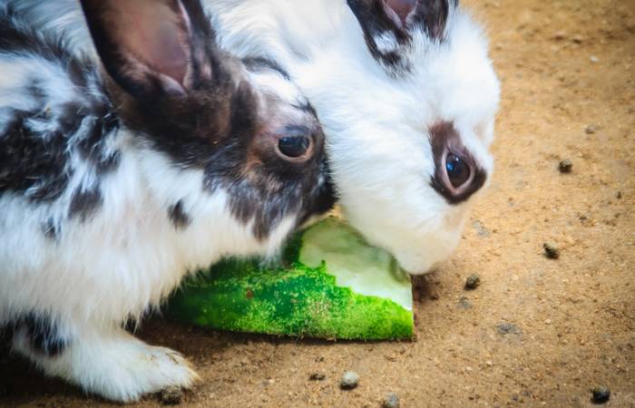 Generell dürfen Kaninchen Gurke essen, doch deren Aufnahme auf den täglichen Speiseplan will gut geplant sein. ( Foto: Adobe Stock-kampwit) 