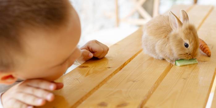 Tierhaltern sollten wissen, dass es wie bei jeder einseitigen Fütterung zu Mangelerscheinungen kommen kann. ( Foto: Adobe Stock- Алина Битта)  