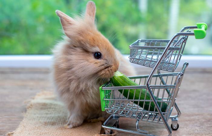 Wie andere Tiere und natürlich der Mensch auch sind Kaninchen auf eine ausgewogene Ernährung angewiesen, um gesund zu bleiben. ( Foto: Adobe Stock-narong )