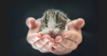 Lesetipp für Tierfreunde: Erlebnisse aus Kater O’Malleys Tagebuch Neue Lektüre für Katzenliebhaber: "Gut, dass ich da bin - Kater O'Malleys (Foto: AdobeStock - FotoSabine 201497267)
