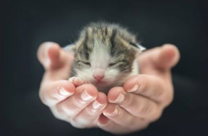 Neue Lektüre für Katzenliebhaber: "Gut, dass ich da bin - Kater O'Malleys (Foto: AdobeStock -  FotoSabine 201497267)