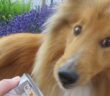 PLATINUM Menu siegt! Cap, unser tierischer Helfer, ist ebenso erstaunt wie wir über das deutliche Testergebnis. (Foto: schwarzer.de)