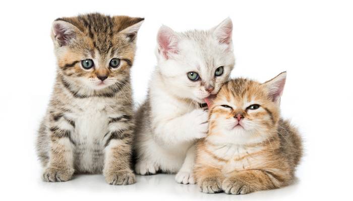 Kitten sind in ihrer Sozialisierungsphase besonders aufnahmebereit für neue Erfahrungen. (Foto: AdobeStock - 159885064 DoraZett) 
