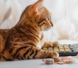 Haustiere und Steuern: So sparst du Geld (Foto: AdobeStock 444913514 Svetlana-Rey)