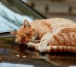 Tierschutzbund fordert landesweite Katzenschutzverordnung in (Foto: AdobeStock - a_kulikovskaya 464029095)