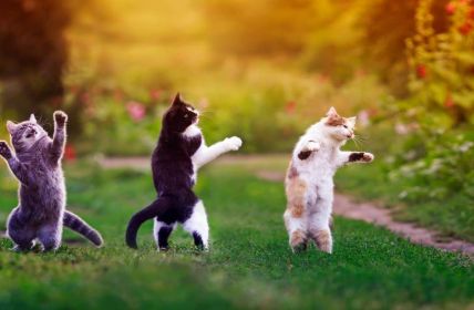 Besondere Katzen suchen liebevolles Zuhause - Xenia, Malea und (Foto: AdobeStock 410594004 nataba)