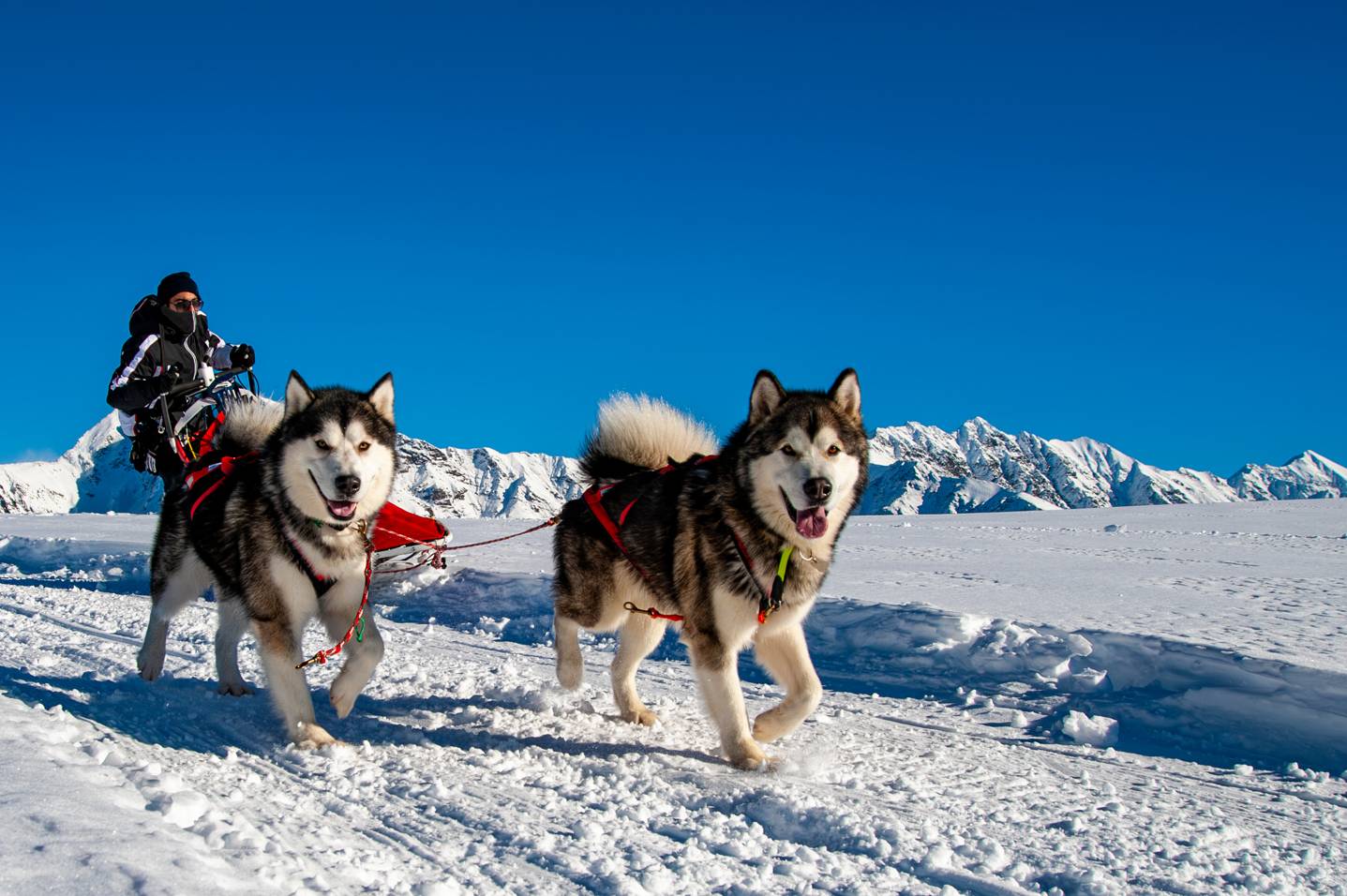 Heute leben in vielen Millionen Haushalten Hunde und bereichern das Leben ihrer Besitzer. (Foto: AdobeStock -  624546561 Nikokvfrmoto)