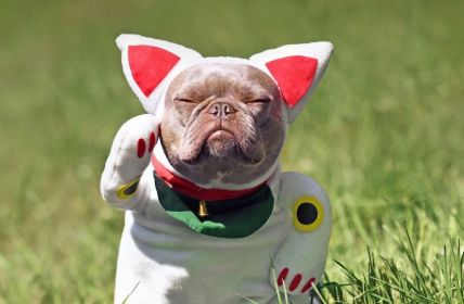 Halloweenkostüme für Tiere können Kommunikation und Bewegungsfreiheit (Foto: AdobeStock - Firn 438331753)